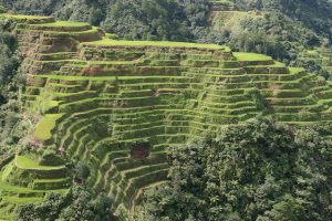 A picture of Banaue Rice Terraces, The Philippines- the eighth wonder of the world