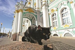 A picture of One of the cats at the Hermitage, Russia-interesting facts about museums