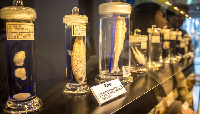 A picture of a tapeworm- weird museum exhibits