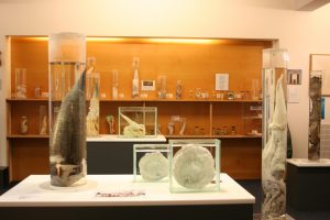 A picture of the Icelandic phallological museum- weird museum exhibits