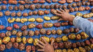 A picture of potatoes grown in Peru