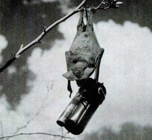 A picture of a bat bomb