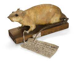 A picture of an exploding rat